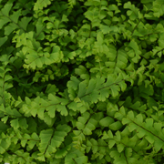 Hardy Fern Adiantum pedatum 'Imbricatum'